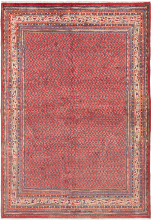 Persian Arak 7'1