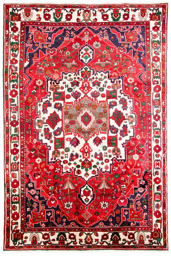 Persian Bakhtiari 6'7