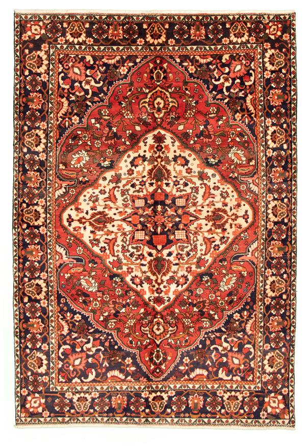 Persian Bakhtiari 6'9