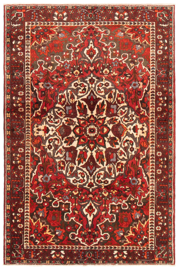 Persian Bakhtiari 6'11