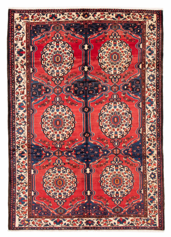 Persian Bakhtiari 7'1