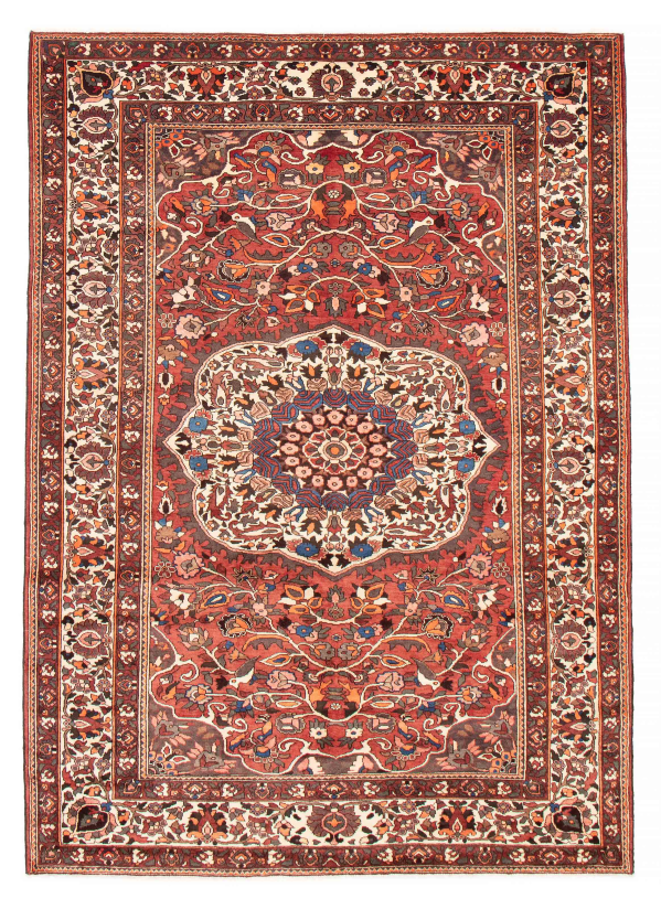 Persian Bakhtiari 7'3