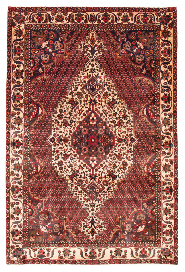 Persian Bakhtiari 6'10