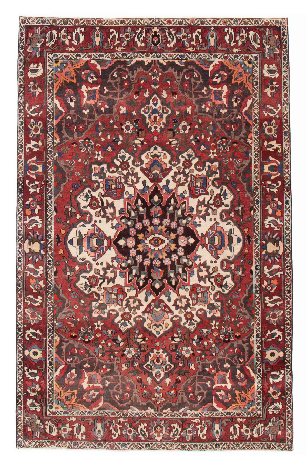 Persian Bakhtiari 6'8