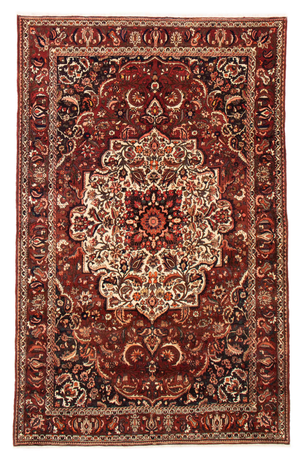 Persian Bakhtiari 7'1