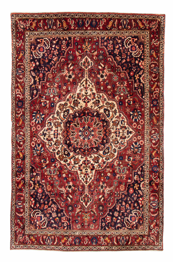 Persian Bakhtiari 6'8